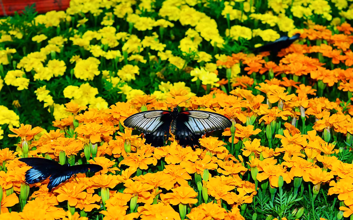 Dubai Butterfly Garden Skip-the-Line Tickets & Indoor Garden image 6