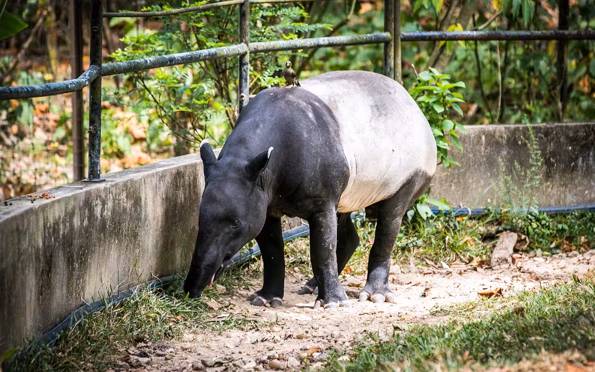 Zoo Negara & Panda Conservation Centre Tickets image 2