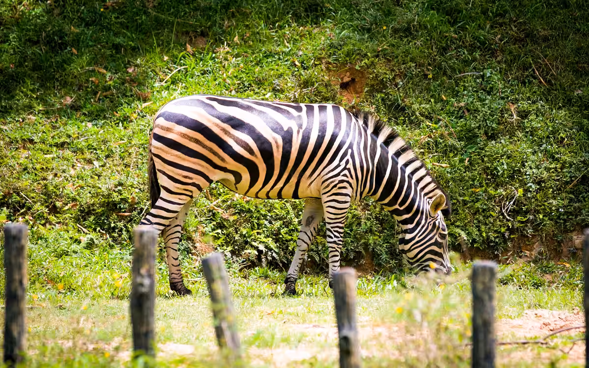 Zoo Negara & Panda Conservation Centre Tickets image 3