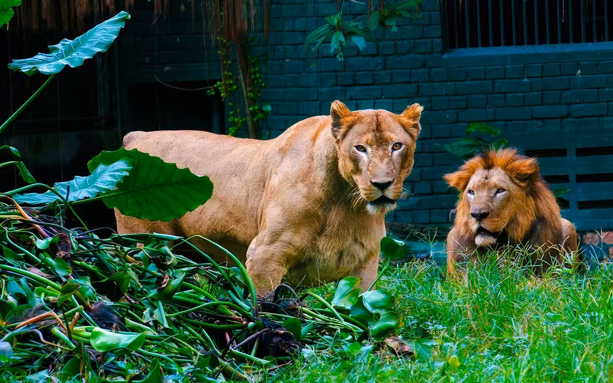 Zoo Negara & Panda Conservation Centre Tickets image 6