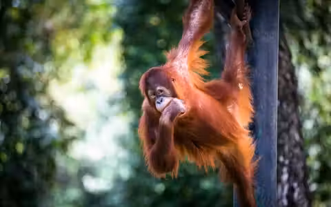 Zoo Negara & Panda Conservation Centre Tickets image 1