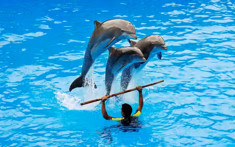 Dubai Dolphinarium: Dolphin & Seal Show Tickets image 1