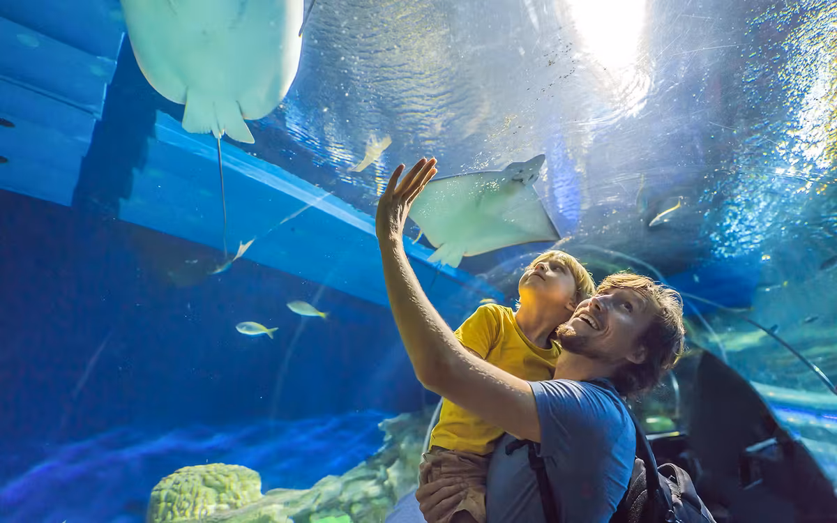 Dubai Aquarium and Underwater Zoo with Penguin Cove Tickets