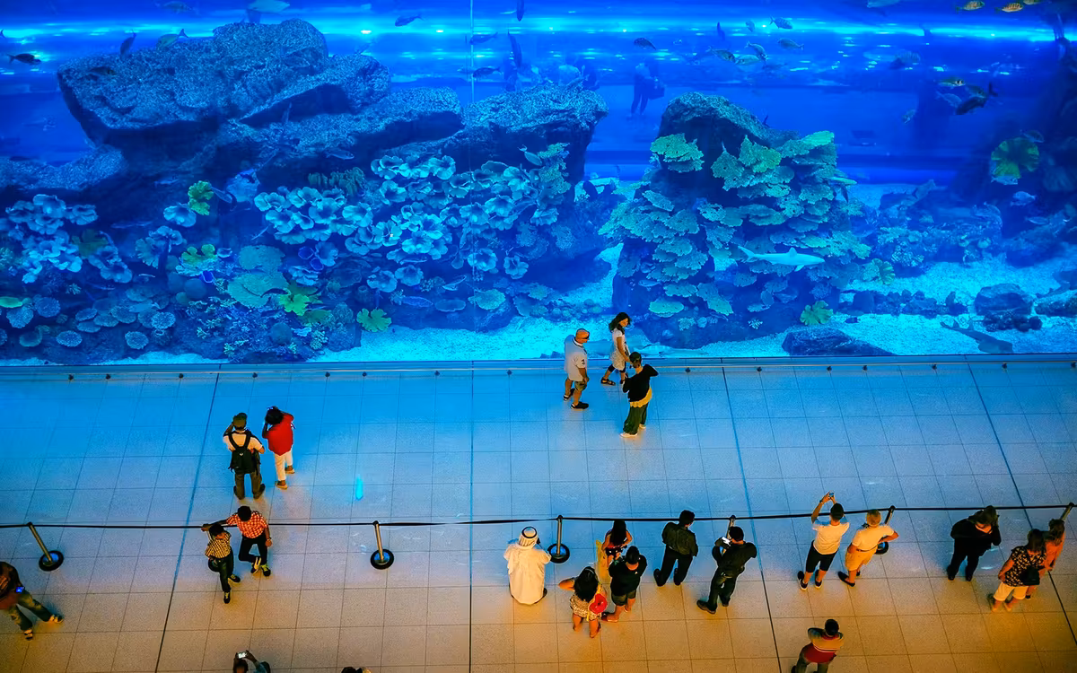 Dubai Aquarium and Underwater Zoo with Penguin Cove Tickets image 3