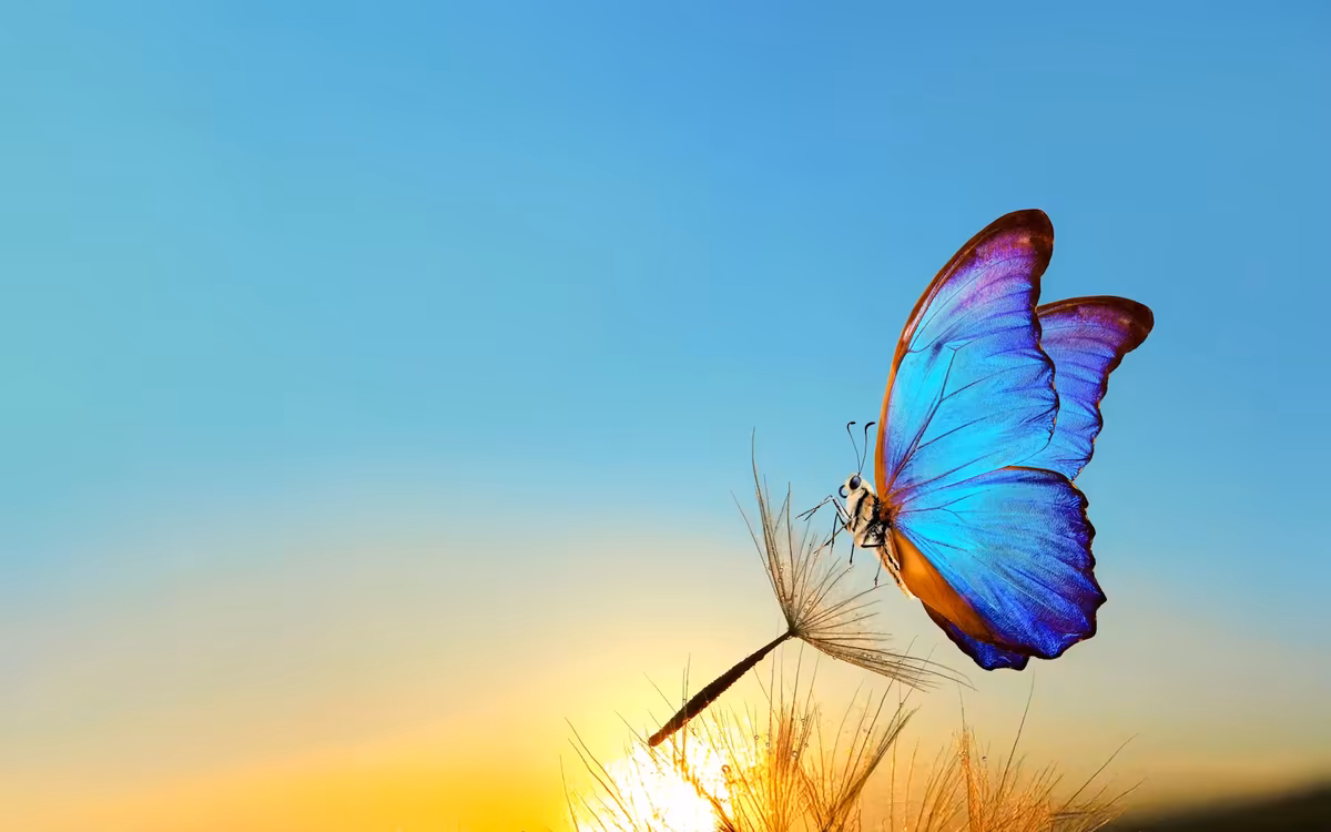 Butterfly Gardens Abu Dhabi Tickets | 10,000 Butterflies image 6